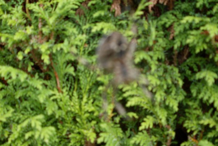 SDC10259