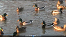 wildlife.bmp, 29kB